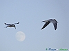 Uccelli charadriiformi 40 - Beccapesci.jpg
